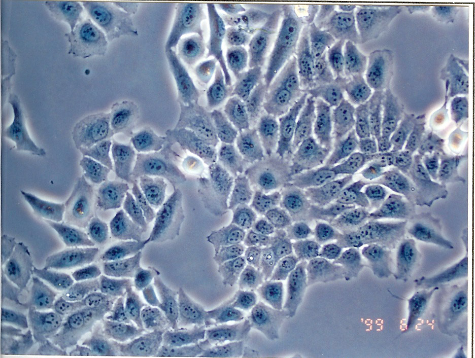 HeLa 229细胞图片